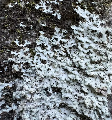 Powdered Fringe Lichen