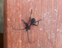 Red Triangle Long-horned Beetle thumbnail 3