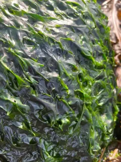 Ulva prolifera thumbnail 3