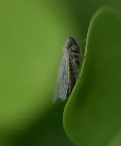 Black-faced Leafhopper thumbnail 4