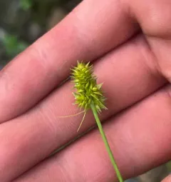 oval-headed sedge thumbnail 3