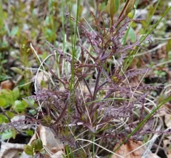 Labrador Lousewort thumbnail 4
