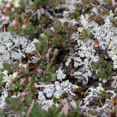 McKay's Western Bumble Bee thumbnail 3