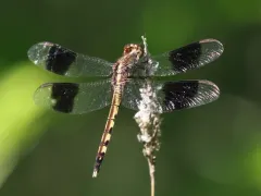 Band-winged Dragonlet thumbnail 3