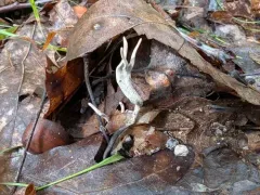 Haw Candlesnuff thumbnail 2