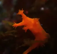 Stubby Dendronotid thumbnail 3