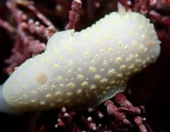 Cadlina jannanicholsae thumbnail 4