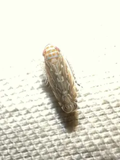 Paralimnus phragmitis thumbnail 3
