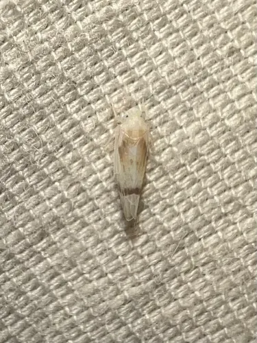 Ossiannilssonola appendiculata