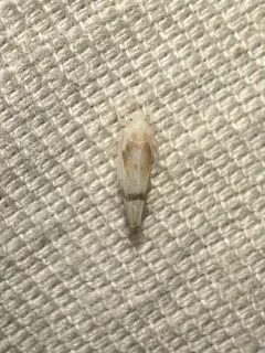 Ossiannilssonola appendiculata thumbnail 1