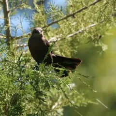 Brewer's Blackbird thumbnail 3