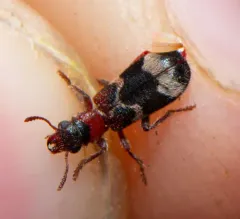 Wavy Checkered Beetle thumbnail 4