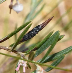 Rhytisma andromedae thumbnail 4