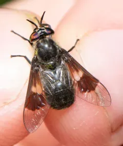 Dark Deer Fly thumbnail 4