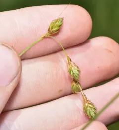 marsh straw sedge thumbnail 3