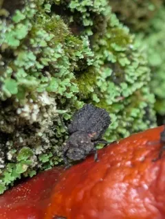 Bolitophagus corticola thumbnail 4