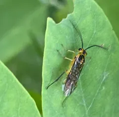 Locust Sawfly thumbnail 2
