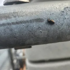 Thin-spined Jumping Spider thumbnail 4