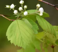 Scarlet Hawthorn thumbnail 4