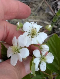 Bristly Blackberry thumbnail 3