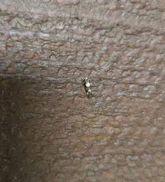 Brymblia quadrimaculella thumbnail 4