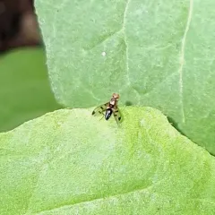 Cereal Fly thumbnail 2