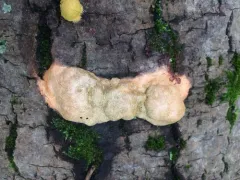 Fuligo luteonitens thumbnail 4