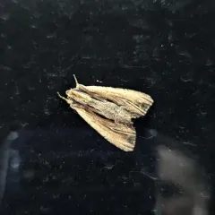 Verbascoides Apamea Moth thumbnail 4