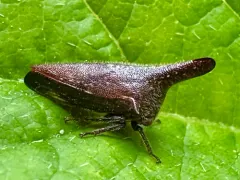 Thelia uhleri thumbnail 4