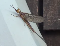 Emergent Mayfly thumbnail 2