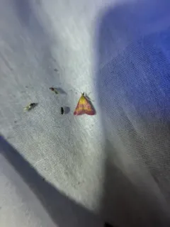 Southern Purple Mint Moth thumbnail 3