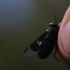 Chrysops noctifer thumbnail 3