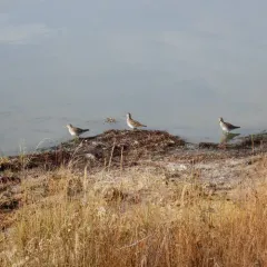 Pectoral Sandpiper thumbnail 2