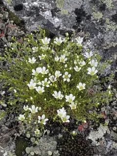 Appalachian sandwort thumbnail 4