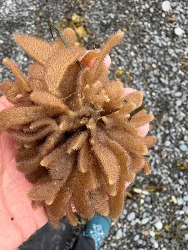 Flustrellidra spinifera