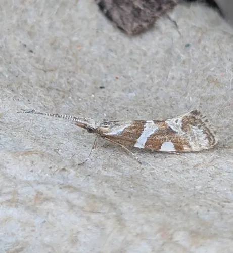 Eidophasia vanella