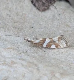 Eidophasia vanella thumbnail 1