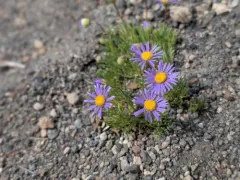 volcanic daisy thumbnail 4