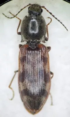 Pseudanostirus nebraskensis thumbnail 2