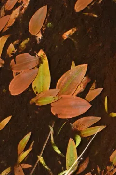 Bog Pondweed thumbnail 3