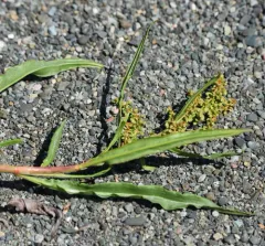white willow dock thumbnail 4