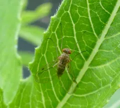 Chrysopilus rotundipennis thumbnail 3