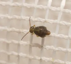 Pseudobourletiella spinata thumbnail 3