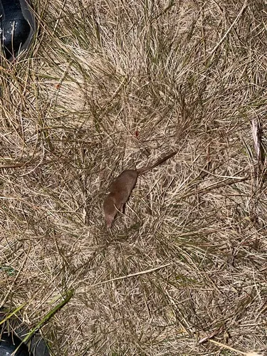 Fog Shrew