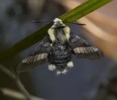 Yellow-banded Day Sphinx thumbnail 4