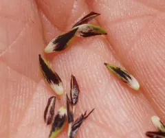 showy sedge thumbnail 3