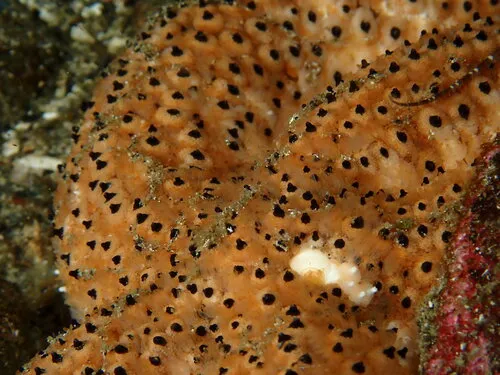 Black-spined Star