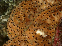 Black-spined Star thumbnail 1