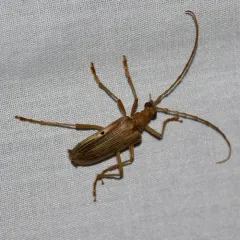 Yellow Douglas-fir Borer thumbnail 4