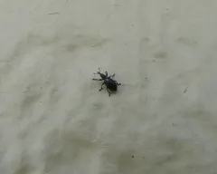 Perapion punctinasum thumbnail 3